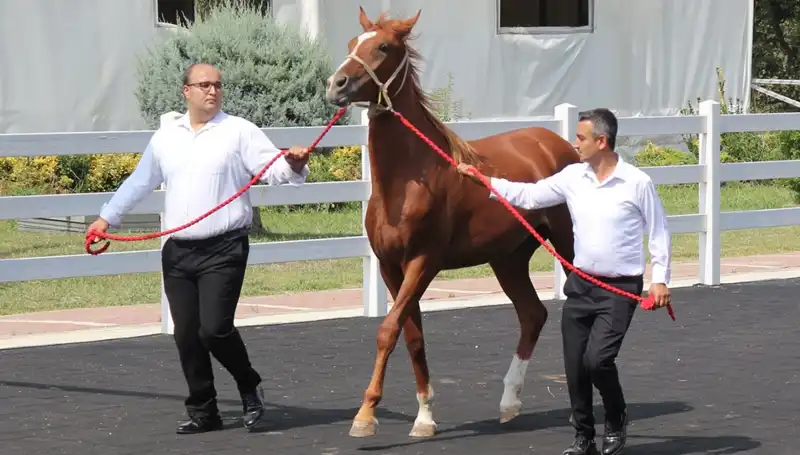 "Taşkın Kral: Doğa Olayı Rekor Düzeyde Etkisini Gösterdi"