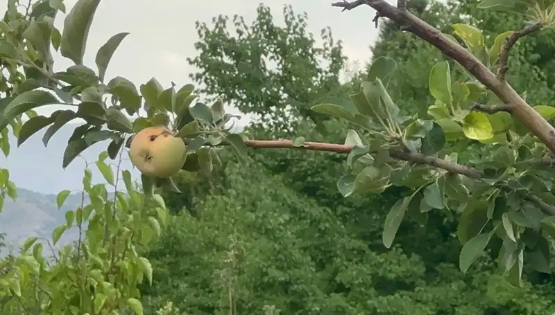 Yüzyılın Donu: Tarımda Büyük Krize Neden Olan İklim Felaketi