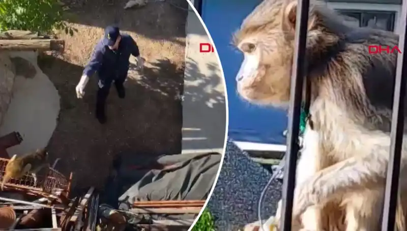 Muğla'da Yaşanan Maymun Kovalamacası, Halkı Büyüledi!