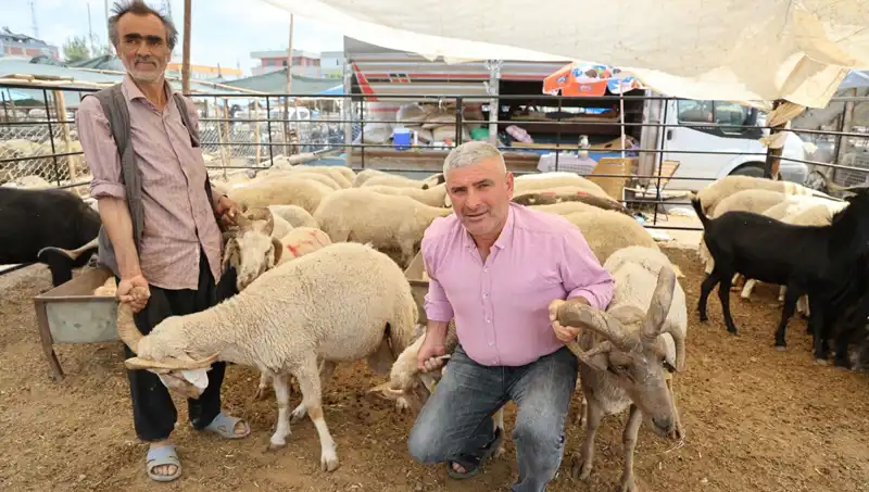 Kurban Pazarında Dikkat Çeken 4 Boynuzlu Koçlar: Fiyatları ve Özellikleri