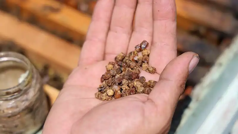 Eskiden Atılan Besin, Şimdi 3 Bin TL'ye Satılıyor: Protein Deposu