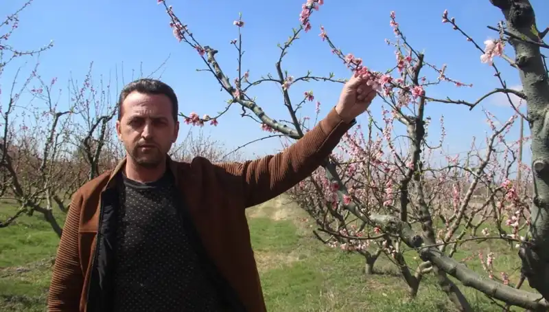 Don vurması sonucunda çiçek açan ağaçlar yok oldu!