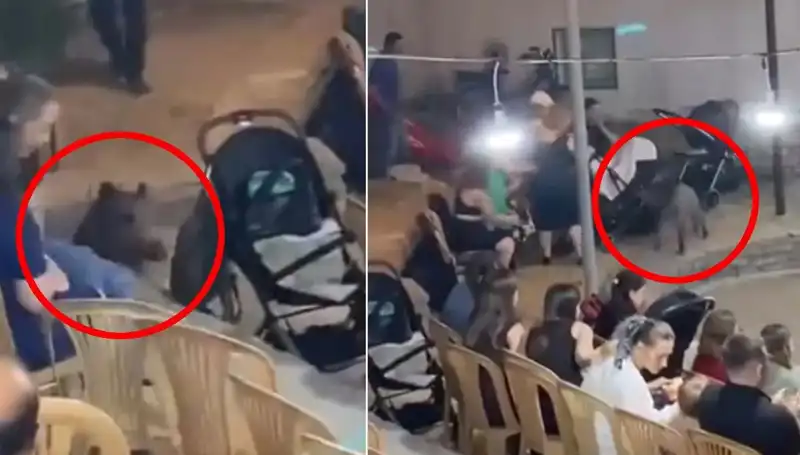 Düğün Davetinde Yaban Domuzu Fırtınası: Anlar Kayıtlara Geçti