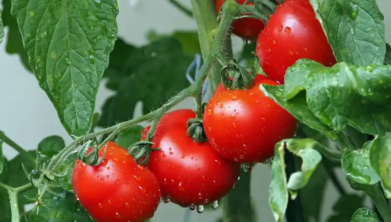 Domateslerin Genetik Sırrı: Milyonlarca Yıl Öncesine Işık Tutan Keşif