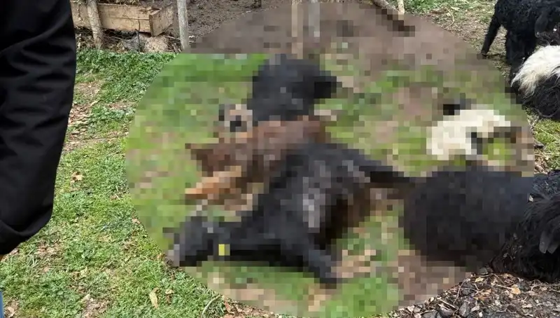 Sahipsiz Köpekler, 18 Keçiyi Telef Ederek Tarımda Kriz Yarattı