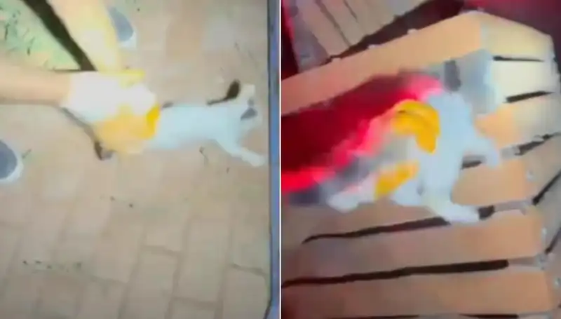 Gece Yarısı İtfaiyeden Kedi Kurtarma Operasyonu: Kahramanlık Dolu Anlar