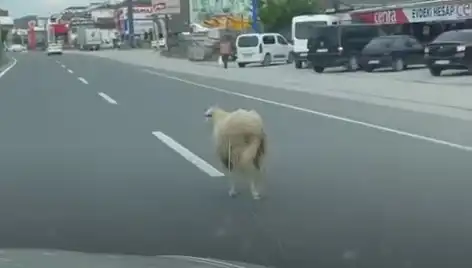 Yalova'da Kaçan Kurbanlıklar, Trafiği İki Yönlü Felç Etti!