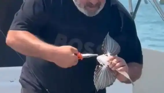 Saros Koyu’nda Nadir Görülen Kırlangıç Balığı Bulundu!