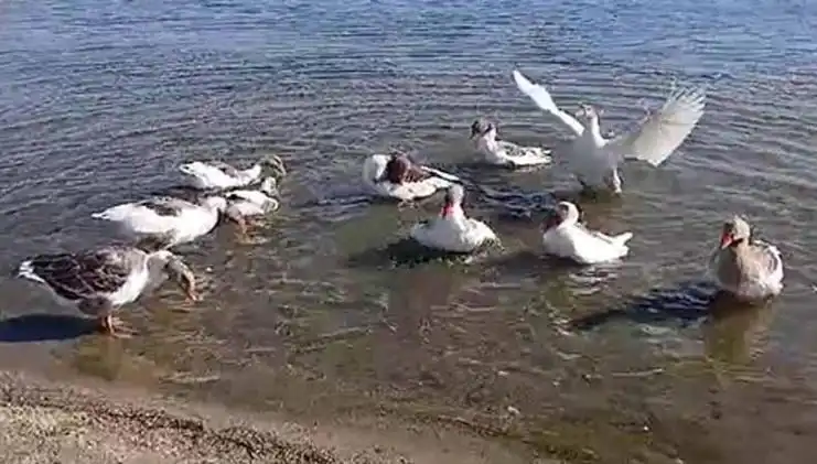 Kazlar Denizde Yüzdükleri İçin Kümese Kapatıldı, Tepkiler Büyüyor!