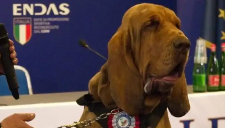 Arama Köpeğine Çivili Sosisle Suikast: Hayvanlara Yönelik Şiddet Sona Erek Mi?