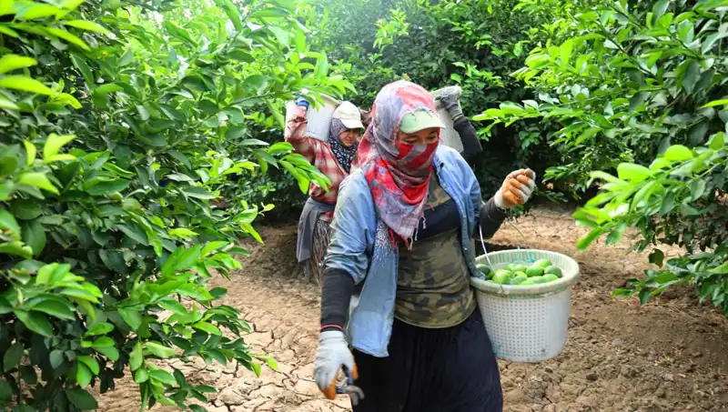 Marketlerdeki Fiyat Şokunu Düşürecek Hasat Dönemi Başladı