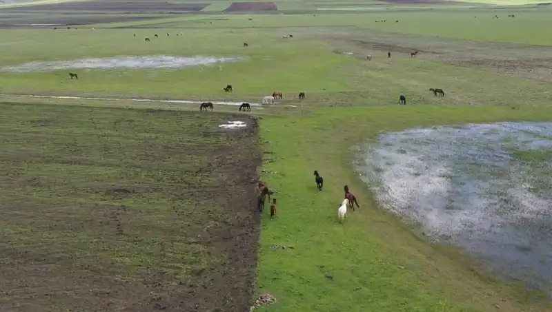 Kars'ın Büyüleyici Doğasında Yılkı Atları Görüntülendi: Doğa ve Yaban Hayatı Bir Arada
