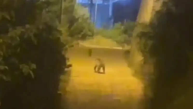 Gümüşhane’de Şehir Merkezine İnen Ayı Halkı Korkuttu