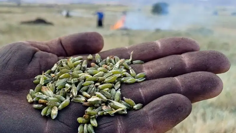 Bu Yıl Firik Hasadı Nasıl Geçiyor? Tüm Detaylar Burada!