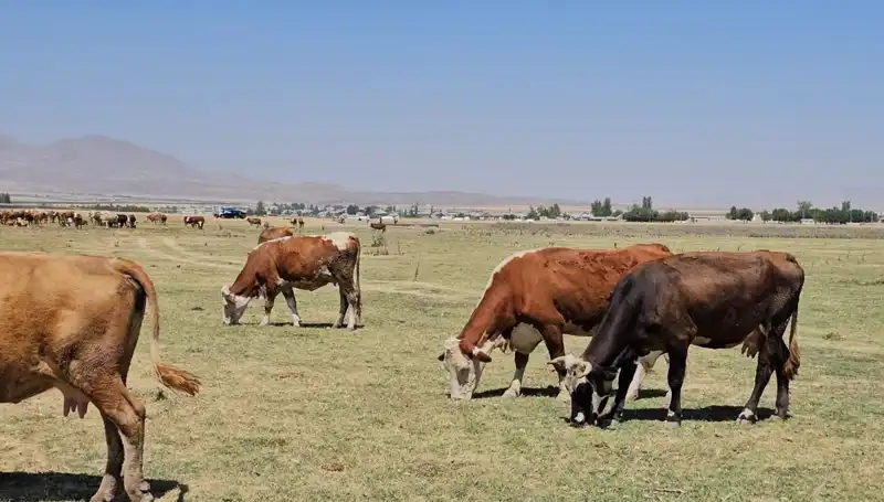 Arin Gölü'nün Kuruması: Bölgede Su Krizi Kapıda!