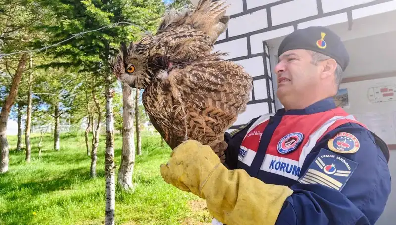 Dikenli Tellere Takılan Puhu, Şaşırtıcı Kurtarıcılarla Hayata Döndürüldü