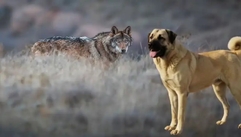 Kangal Köpeğine Artan İlgi: Kurt Popülasyonu ve Talepler