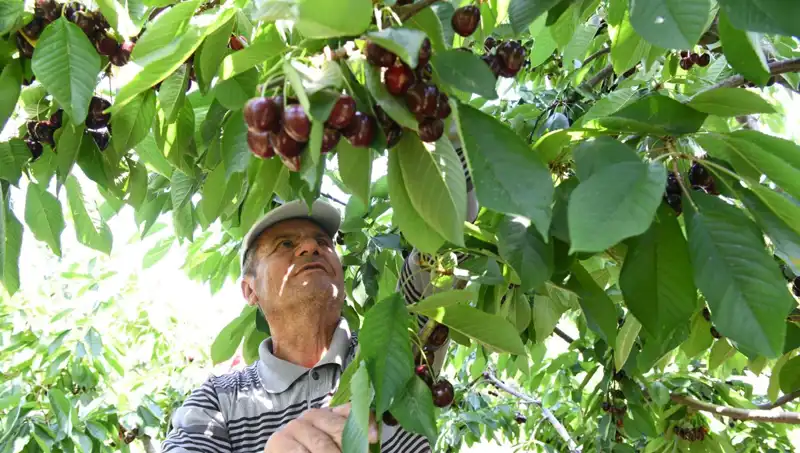 Lapseki’nin Dev Çilekleri: Çay Bardağına Sığmayan Lezzet