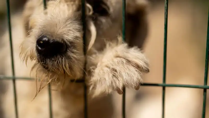 İş Stresi: Köpeklerdeki Davranış Değişiklikleri ve Şaşırtıcı Etkileri